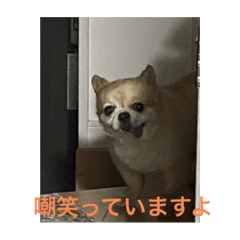 [LINEスタンプ] 嘲笑う犬