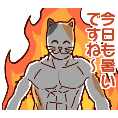 [LINEスタンプ] 【夏にぴったり】ムキムキ猫の日常スタンプ