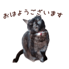 [LINEスタンプ] ながたけさん家のゆかりさん1