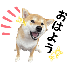 [LINEスタンプ] komugi❤︎SHIBA dog