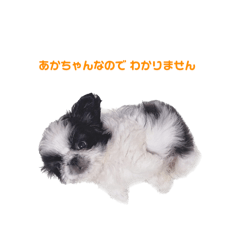 [LINEスタンプ] ペキシーズのパンダちゃん①