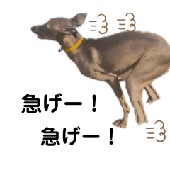 [LINEスタンプ] イタグレ蘭だよー⑥