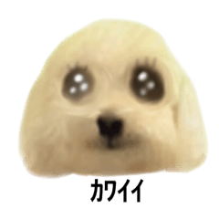 [LINEスタンプ] 態度が改善された犬の画像（メイン）