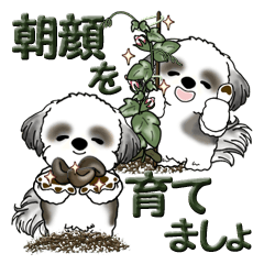 [LINEスタンプ] シーズー犬『朝顔を育てましょう』白黒の画像（メイン）