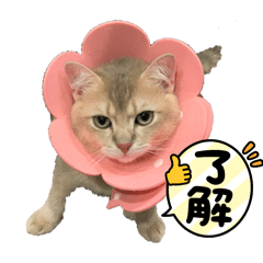 [LINEスタンプ] おもち : スタンプVol.1