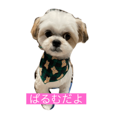 [LINEスタンプ] マルシーズーのぱるむ
