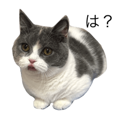 [LINEスタンプ] 我が家の愛猫、てんちゃん