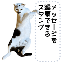 [LINEスタンプ] 白黒猫のメッセージスタンプ