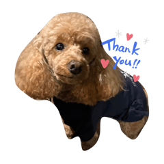 [LINEスタンプ] 愛犬こっちやん