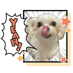 [LINEスタンプ] かわいいぼこやろうスタンプ