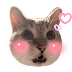 [LINEスタンプ] シャムトラの猫