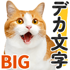 [LINEスタンプ] 【デカ文字BIG】茶白と茶トラ猫❤基本の会話