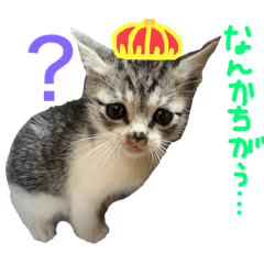 [LINEスタンプ] じゃんけんmdo