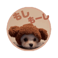 [LINEスタンプ] まいにちしゃるたん♡じゃぱにーず