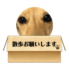 [LINEスタンプ] はなの日記4