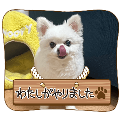 [LINEスタンプ] ちわわーずたち