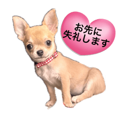 [LINEスタンプ] おてんばくるみのスタンプ