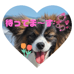 [LINEスタンプ] パピヨンのしのんちゃん2