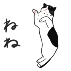 [LINEスタンプ] たぬきねこのあいさつ 1（はちわれ）