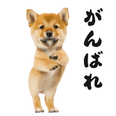 [LINEスタンプ] 踊る柴犬くん