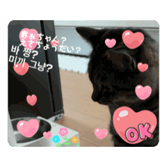 [LINEスタンプ] うちの猫と韓国語1