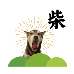 [LINEスタンプ] 毎日にもっと柴犬を