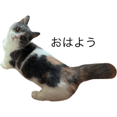 [LINEスタンプ] 我が家の愛猫、てんちゃん2