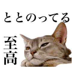 [LINEスタンプ] 〇〇さんちのねこちゃん