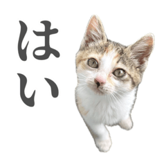 [LINEスタンプ] 三毛猫リンバちゃんスタンプ