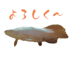 [LINEスタンプ] 魚、昆虫、動物スタンプ