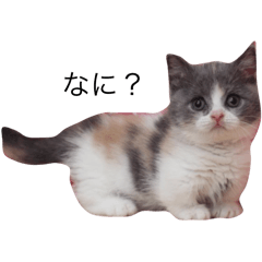 [LINEスタンプ] 我が家の愛猫、てんちゃん(子猫)