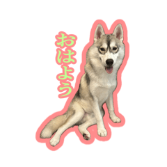 [LINEスタンプ] ハスキーのゼロ