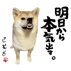 [LINEスタンプ] komugi♡SHIBA柴犬 Part2