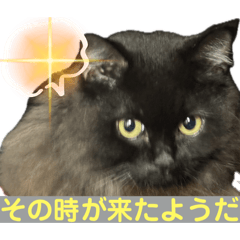 [LINEスタンプ] 黒猫 ルナ院長153にゃんめ