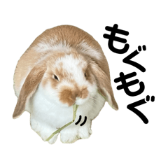 [LINEスタンプ] ウサギのはるちゃん