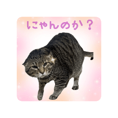 [LINEスタンプ] にゃんのか？？〜絶幸調〜