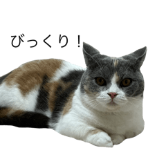 [LINEスタンプ] 我が家の愛猫、てんちゃん4