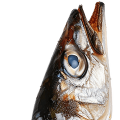 [LINEスタンプ] さんま(SANMA)