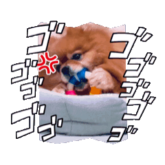 [LINEスタンプ] ポメラニアンくぅまくん