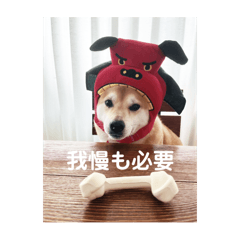 [LINEスタンプ] 柴犬こなっちゃんのLINEスタンプ