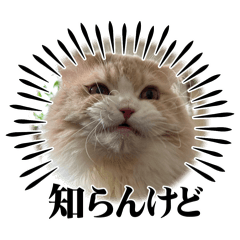 [LINEスタンプ] 我が家のおとと。