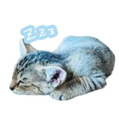 [LINEスタンプ] 猫のるるくん