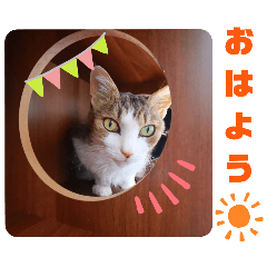 [LINEスタンプ] うちのにゃん's 6