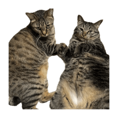 [LINEスタンプ] しんとこち