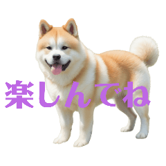 [LINEスタンプ] 秋田犬.