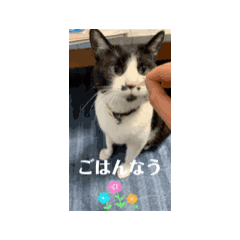 [LINEスタンプ] 番猫ももにゃ <動くver.>