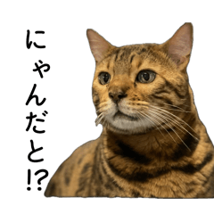 [LINEスタンプ] こたろー詰め合わせ