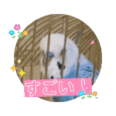 [LINEスタンプ] セキセイインコのアニメーションスタンプ！