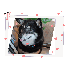 [LINEスタンプ] 我が家の黒柴レオ（柴犬）2