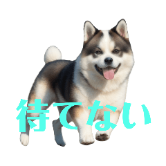 [LINEスタンプ] 秋田犬2の画像（メイン）